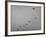 Canadian Geese-Andreas Feininger-Framed Photographic Print