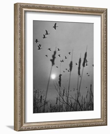 Canadian Geese-Andreas Feininger-Framed Photographic Print