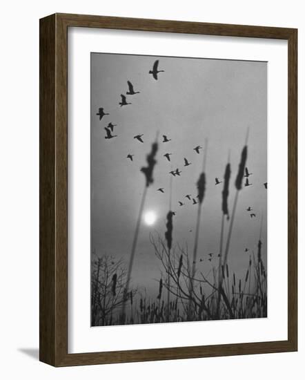 Canadian Geese-Andreas Feininger-Framed Photographic Print