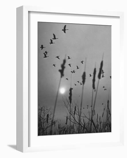 Canadian Geese-Andreas Feininger-Framed Photographic Print