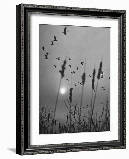 Canadian Geese-Andreas Feininger-Framed Photographic Print