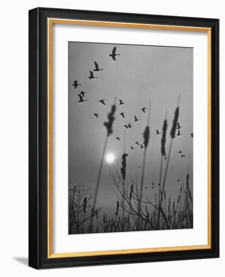 Canadian Geese-Andreas Feininger-Framed Photographic Print