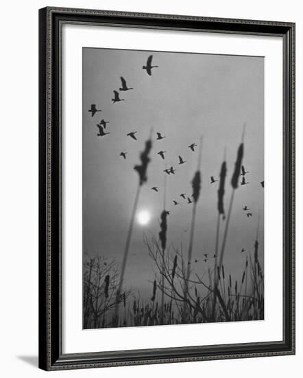 Canadian Geese-Andreas Feininger-Framed Photographic Print