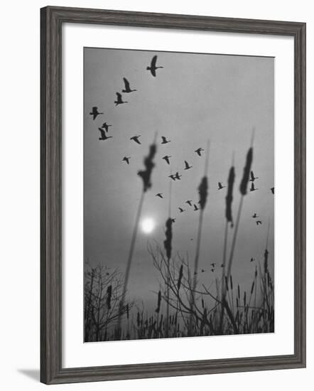 Canadian Geese-Andreas Feininger-Framed Photographic Print