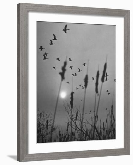 Canadian Geese-Andreas Feininger-Framed Photographic Print