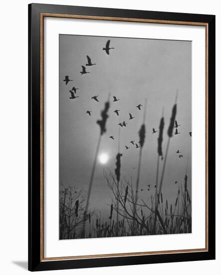 Canadian Geese-Andreas Feininger-Framed Photographic Print