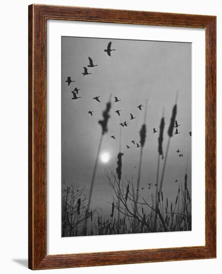 Canadian Geese-Andreas Feininger-Framed Photographic Print