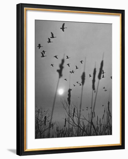 Canadian Geese-Andreas Feininger-Framed Photographic Print