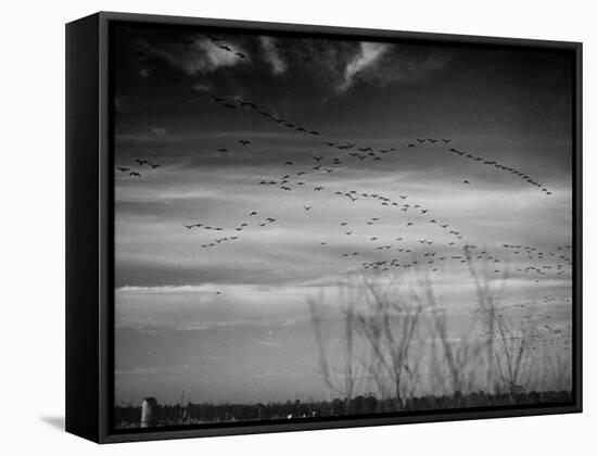 Canadian Geese-Andreas Feininger-Framed Premier Image Canvas