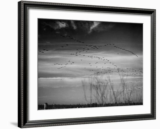 Canadian Geese-Andreas Feininger-Framed Premium Photographic Print