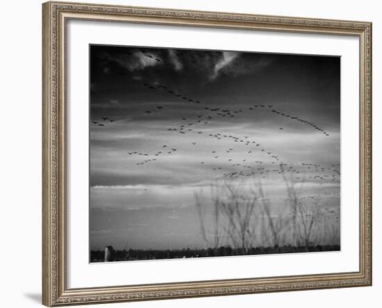 Canadian Geese-Andreas Feininger-Framed Premium Photographic Print