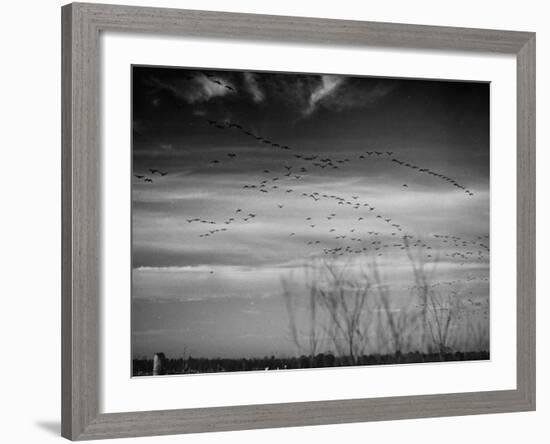 Canadian Geese-Andreas Feininger-Framed Premium Photographic Print