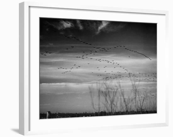 Canadian Geese-Andreas Feininger-Framed Premium Photographic Print
