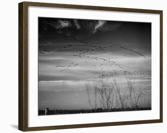 Canadian Geese-Andreas Feininger-Framed Premium Photographic Print