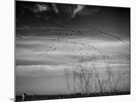 Canadian Geese-Andreas Feininger-Mounted Premium Photographic Print