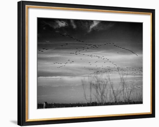 Canadian Geese-Andreas Feininger-Framed Premium Photographic Print