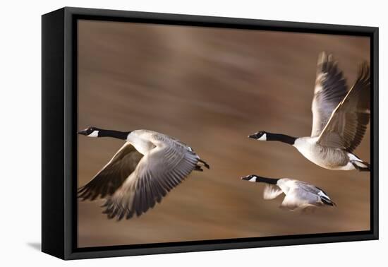 Canadian Geese-null-Framed Premier Image Canvas