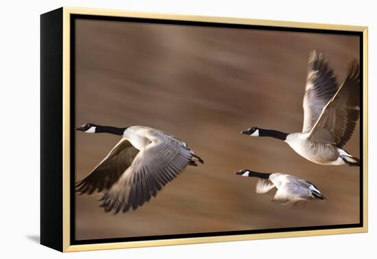 Canadian Geese-null-Framed Premier Image Canvas