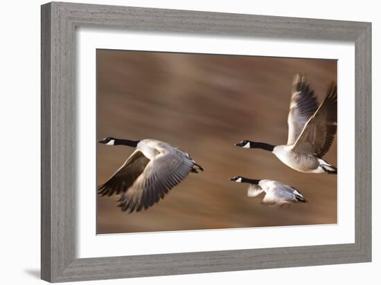 Canadian Geese-null-Framed Photographic Print