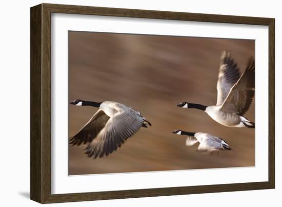 Canadian Geese-null-Framed Photographic Print