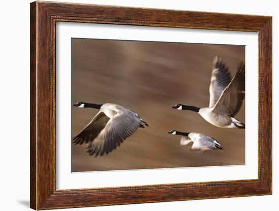 Canadian Geese-null-Framed Photographic Print