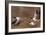 Canadian Geese-null-Framed Photographic Print