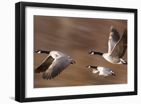 Canadian Geese-null-Framed Photographic Print