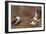 Canadian Geese-null-Framed Photographic Print