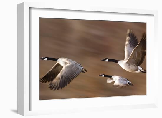 Canadian Geese-null-Framed Photographic Print