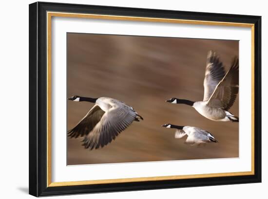 Canadian Geese-null-Framed Photographic Print