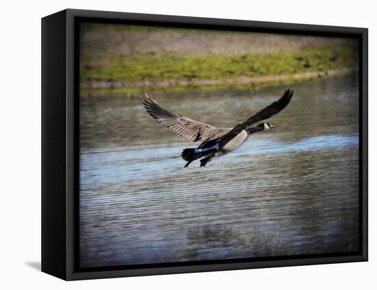 Canadian Goose in Flight 2-Jai Johnson-Framed Premier Image Canvas