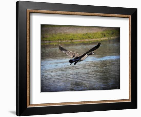 Canadian Goose in Flight 2-Jai Johnson-Framed Giclee Print