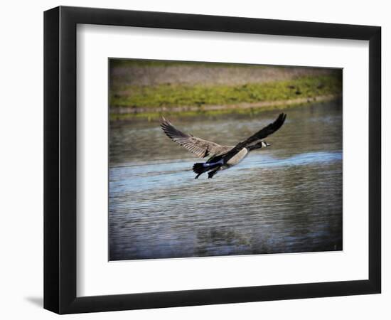 Canadian Goose in Flight 2-Jai Johnson-Framed Giclee Print