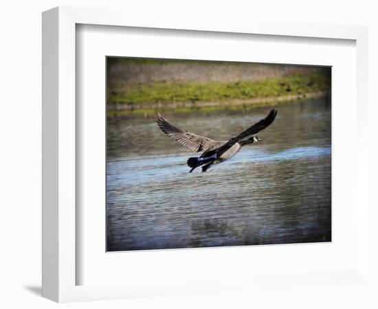 Canadian Goose in Flight 2-Jai Johnson-Framed Giclee Print