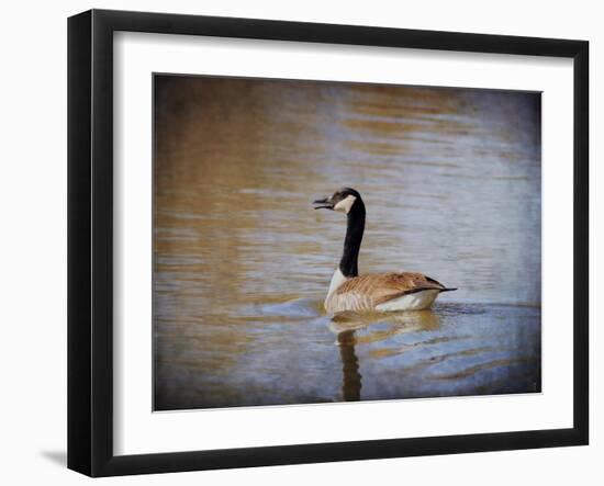 Canadian Goose in the Water-Jai Johnson-Framed Giclee Print