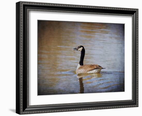 Canadian Goose in the Water-Jai Johnson-Framed Giclee Print