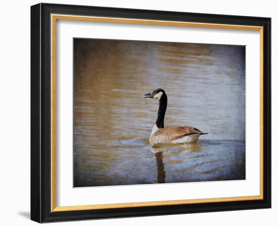 Canadian Goose in the Water-Jai Johnson-Framed Giclee Print