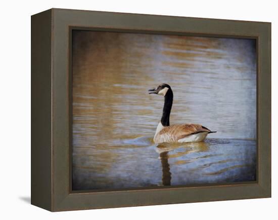 Canadian Goose in the Water-Jai Johnson-Framed Premier Image Canvas