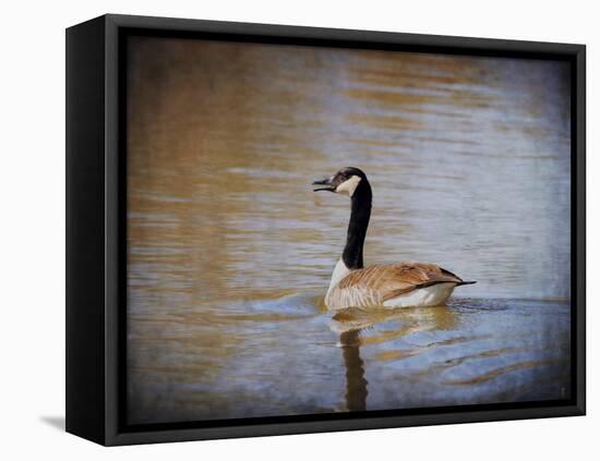 Canadian Goose in the Water-Jai Johnson-Framed Premier Image Canvas