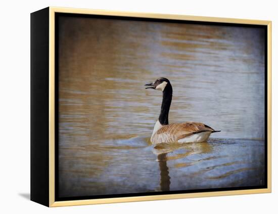 Canadian Goose in the Water-Jai Johnson-Framed Premier Image Canvas