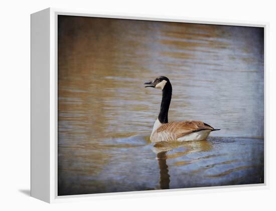 Canadian Goose in the Water-Jai Johnson-Framed Premier Image Canvas