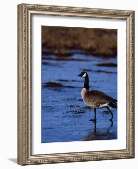 Canadian Goose in Water, CO-Elizabeth DeLaney-Framed Photographic Print