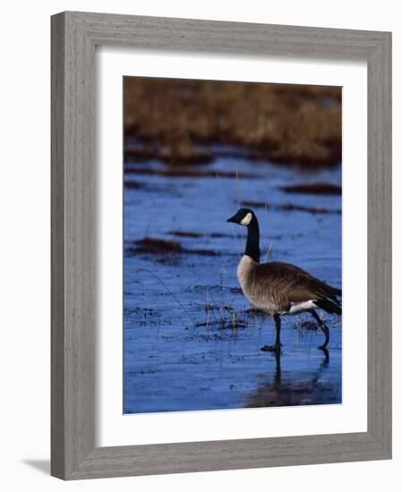 Canadian Goose in Water, CO-Elizabeth DeLaney-Framed Photographic Print