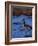 Canadian Goose in Water, CO-Elizabeth DeLaney-Framed Photographic Print