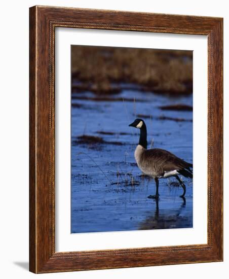 Canadian Goose in Water, CO-Elizabeth DeLaney-Framed Photographic Print