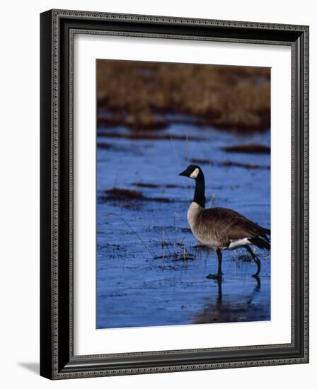 Canadian Goose in Water, CO-Elizabeth DeLaney-Framed Photographic Print