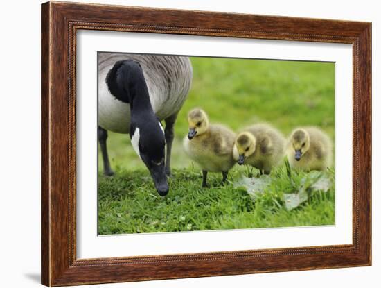 Canadian Goose with Goslings-null-Framed Photographic Print