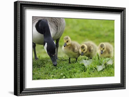 Canadian Goose with Goslings-null-Framed Photographic Print