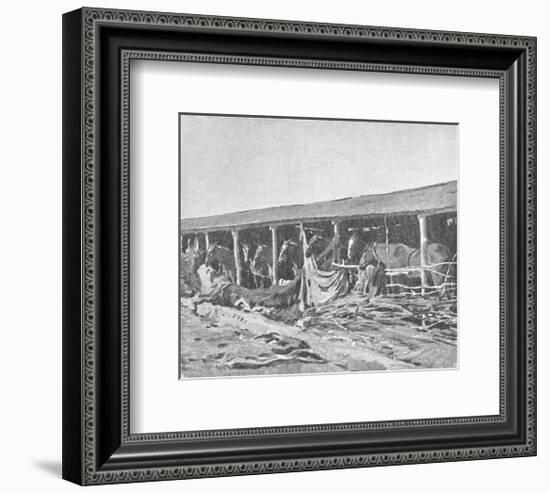 Canadian Horses In Shelters-Sir Alfred Munnings-Framed Premium Giclee Print