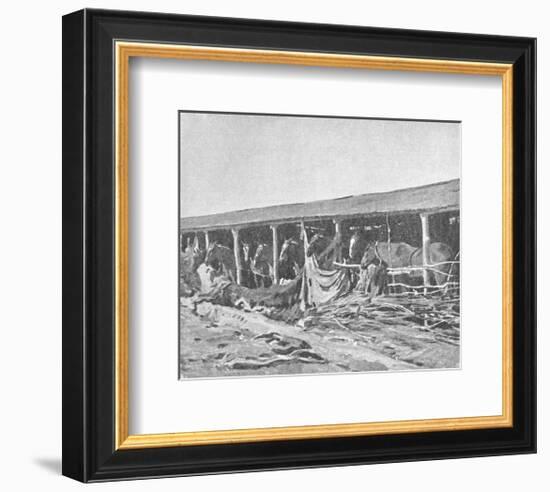 Canadian Horses In Shelters-Sir Alfred Munnings-Framed Premium Giclee Print